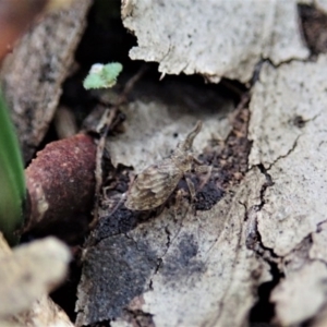 Uloprora risdonensis at suppressed - 24 Jun 2020