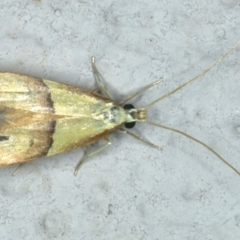 Crocanthes prasinopis (A Curved -horn moth) at Ainslie, ACT - 29 Nov 2019 by jb2602