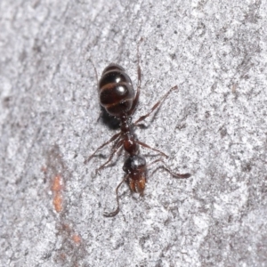 Myrmecorhynchus emeryi at Hackett, ACT - 30 Jun 2020 10:58 AM