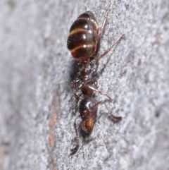 Myrmecorhynchus emeryi at Hackett, ACT - 30 Jun 2020