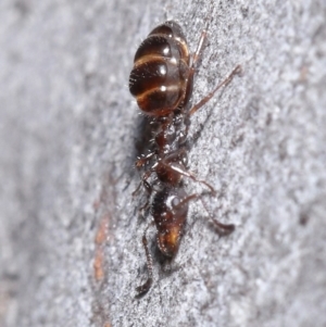 Myrmecorhynchus emeryi at Hackett, ACT - 30 Jun 2020 10:58 AM