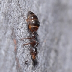 Myrmecorhynchus emeryi at Hackett, ACT - 30 Jun 2020