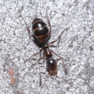 Myrmecorhynchus emeryi at Hackett, ACT - 30 Jun 2020 10:58 AM