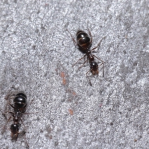 Myrmecorhynchus emeryi at Hackett, ACT - 30 Jun 2020 10:58 AM