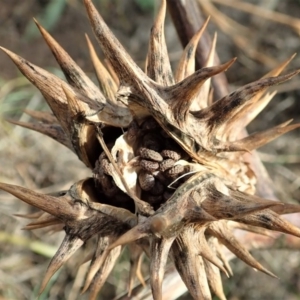 Datura ferox at Cook, ACT - 1 Jul 2020