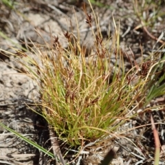 Schoenus apogon (Common Bog Sedge) at Cook, ACT - 19 Nov 2019 by CathB