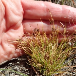 Schoenus apogon at Cook, ACT - 20 Nov 2019 10:43 AM