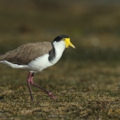 Vanellus miles (Masked Lapwing) at Merimbula, NSW - 28 Jun 2020 by Leo