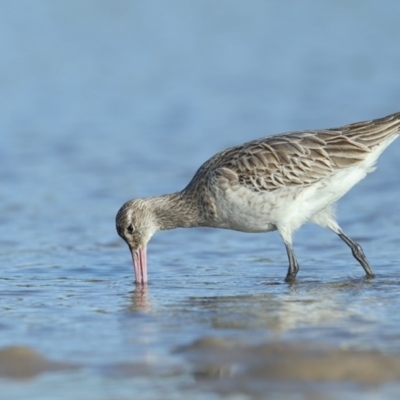 Limosa lapponica (Bar-tailed Godwit) at Merimbula, NSW - 30 Jun 2020 by Leo