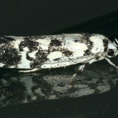 Lichenaula (genus) at Ainslie, ACT - 29 Nov 2019 by jb2602