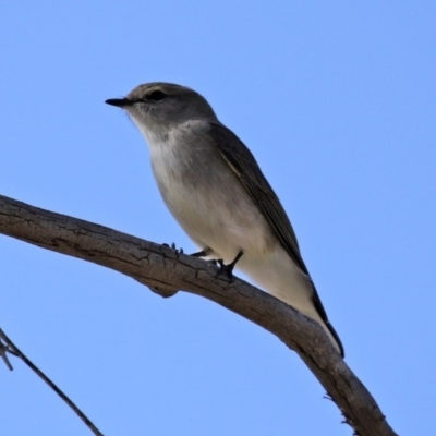 Microeca fascinans (Jacky Winter) at Tharwa, ACT - 2 Jul 2020 by RodDeb