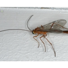 Dicamptus fuscicornis (Ichneumon wasp) at Ainslie, ACT - 29 Nov 2019 by jb2602