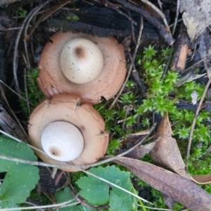 Geastrum sp. at Majura, ACT - 1 Jul 2020