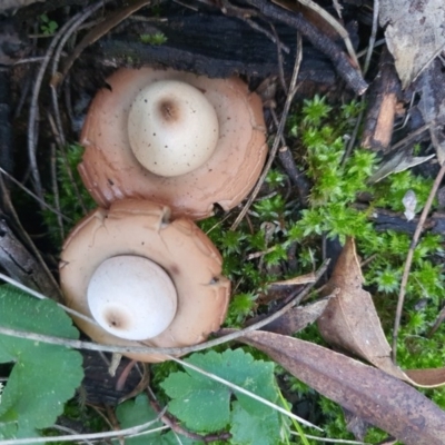 Geastrum sp. (genus) (An earthstar) at Majura, ACT - 1 Jul 2020 by sbittinger