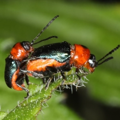 Aporocera (Aporocera) consors (A leaf beetle) at Ainslie, ACT - 29 Nov 2019 by jbromilow50