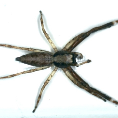 Helpis minitabunda (Threatening jumping spider) at Ainslie, ACT - 28 Nov 2019 by jbromilow50