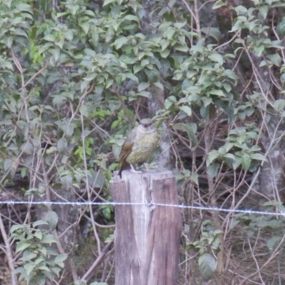 Ptilonorhynchus violaceus (Satin Bowerbird) at Termeil, NSW - 22 Jan 2020 by wendie