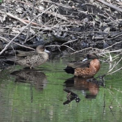 Anas castanea (Chestnut Teal) at Morton, NSW - 28 Jun 2020 by wendie