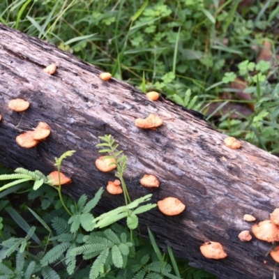 Trametes coccinea (Scarlet Bracket) at Termeil, NSW - 28 Jun 2020 by wendie