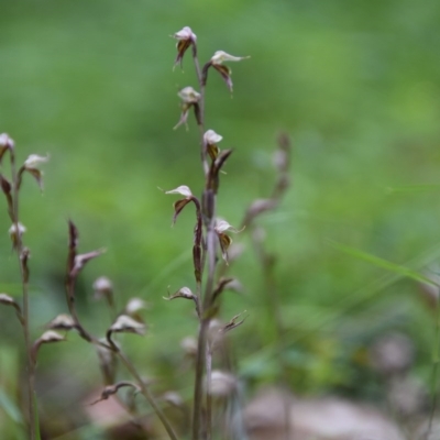 Acianthus fornicatus (Pixie-caps) at Jerrawangala, NSW - 27 Jun 2020 by wendie