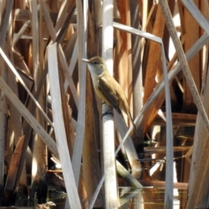 Acrocephalus australis at Fyshwick, ACT - 1 Oct 2018