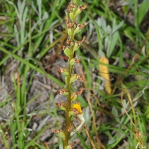 Microtis sp. at Delegate, NSW - suppressed