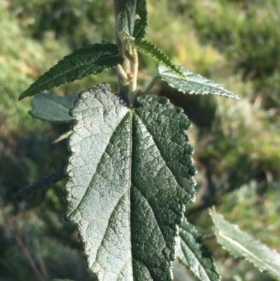 Gynatrix pulchella (Hemp Bush) at Stromlo, ACT - 2 Jul 2020 by JaneR