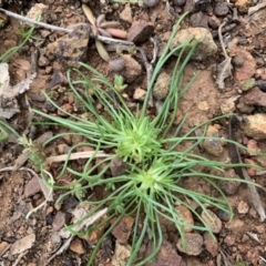 Isoetopsis graminifolia (Grass Cushion Daisy) at Mount Ainslie to Black Mountain - 13 Jun 2020 by JanetRussell