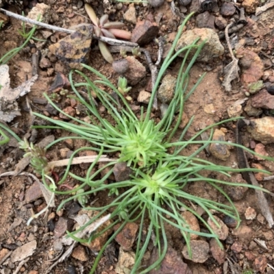 Isoetopsis graminifolia (Grass Cushion Daisy) at Mount Ainslie to Black Mountain - 13 Jun 2020 by JanetRussell