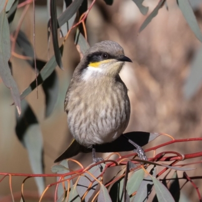 Gavicalis virescens (Singing Honeyeater) at Gungaderra Creek Ponds - 2 Jul 2020 by rawshorty