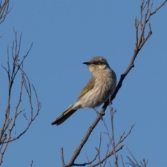 Gavicalis virescens at Franklin, ACT - 3 Jul 2020 09:56 AM