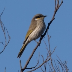 Gavicalis virescens at Franklin, ACT - 3 Jul 2020 09:56 AM