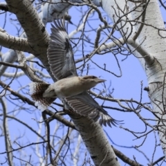 Dacelo novaeguineae (Laughing Kookaburra) at Coree, ACT - 25 Jun 2020 by Alison Milton