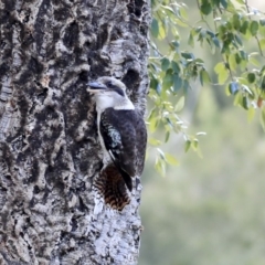 Dacelo novaeguineae at Coree, ACT - 25 Jun 2020