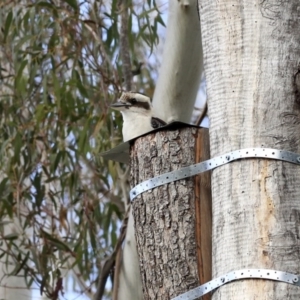 Dacelo novaeguineae at Coree, ACT - 25 Jun 2020