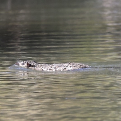 Hydromys chrysogaster (Rakali or Water Rat) at Belconnen, ACT - 3 Jul 2020 by Alison Milton