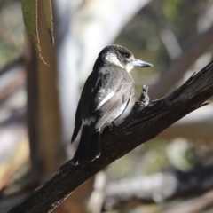 Cracticus torquatus (Grey Butcherbird) at Belconnen, ACT - 3 Jul 2020 by Alison Milton