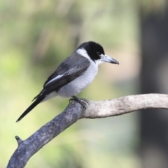 Cracticus torquatus at Belconnen, ACT - 3 Jul 2020 11:45 AM