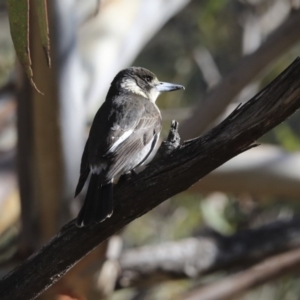 Cracticus torquatus at Belconnen, ACT - 3 Jul 2020 11:45 AM