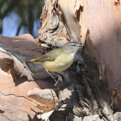 Acanthiza chrysorrhoa (Yellow-rumped Thornbill) at Higgins, ACT - 24 Jun 2020 by AlisonMilton