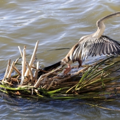 Anhinga novaehollandiae (Australasian Darter) at Belconnen, ACT - 3 Jul 2020 by Alison Milton