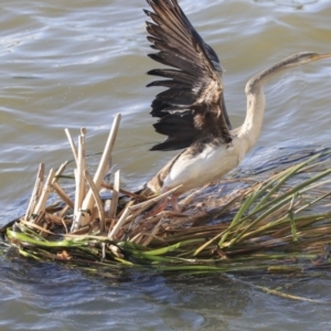 Anhinga novaehollandiae at Belconnen, ACT - 3 Jul 2020