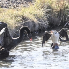 Anhinga novaehollandiae at Belconnen, ACT - 3 Jul 2020