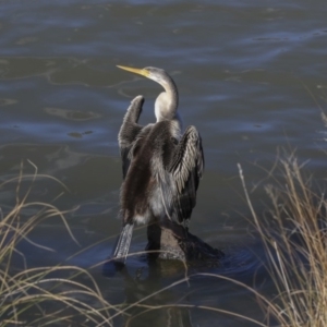 Anhinga novaehollandiae at Belconnen, ACT - 3 Jul 2020