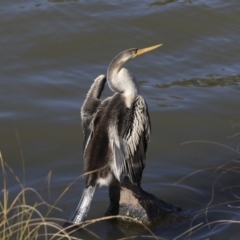 Anhinga novaehollandiae at Belconnen, ACT - 3 Jul 2020