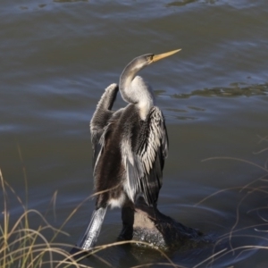 Anhinga novaehollandiae at Belconnen, ACT - 3 Jul 2020