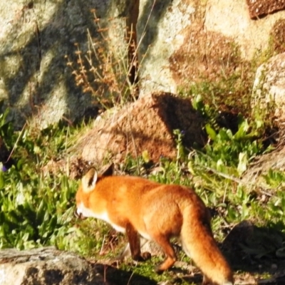 Vulpes vulpes (Red Fox) at Tuggeranong DC, ACT - 2 Jul 2020 by HelenCross