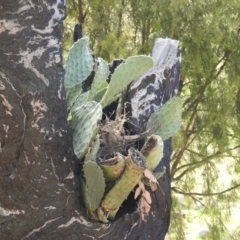 Opuntia ficus-indica (Indian Fig, Spineless Cactus) at Tuggeranong DC, ACT - 3 Jul 2020 by HelenCross