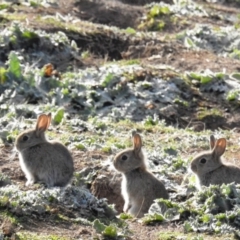 Oryctolagus cuniculus (European Rabbit) at McQuoids Hill - 3 Jul 2020 by HelenCross