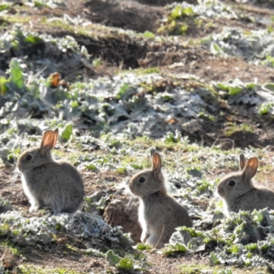 Oryctolagus cuniculus (European Rabbit) at Tuggeranong DC, ACT - 2 Jul 2020 by HelenCross